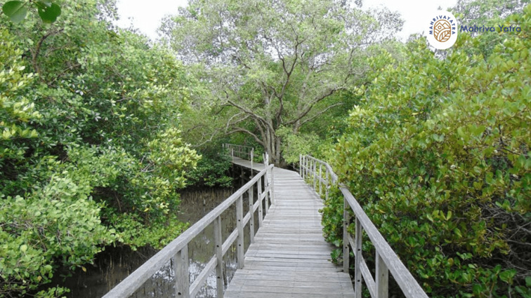 mangrove-bali