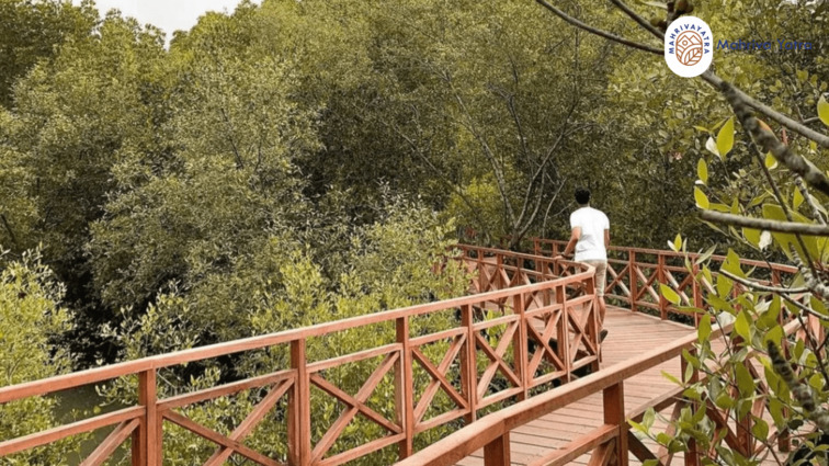 Ekowisata Mangrove Bali Barat di Kabupaten Jembrana