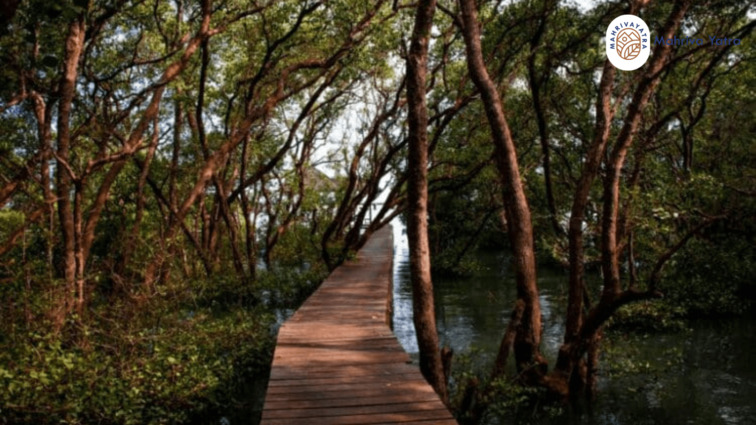 Ekowisata Mangrove Bedono Demak Jawa Tengah