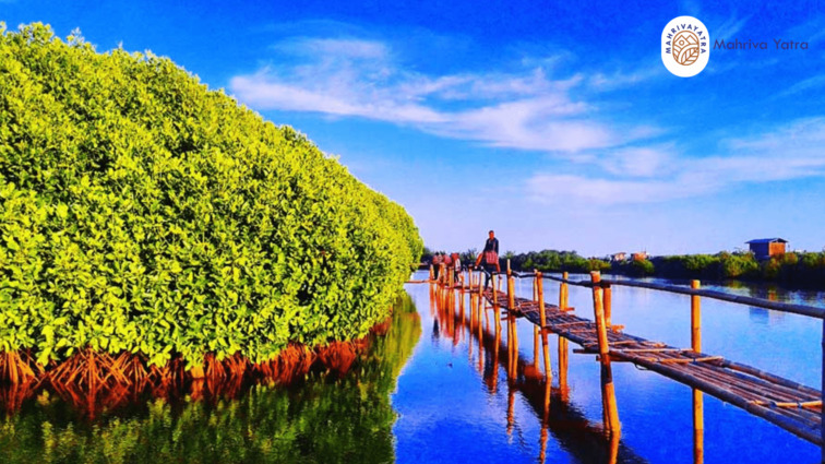 Ekowisata Mangrove Kulon Progo Yogyakarta