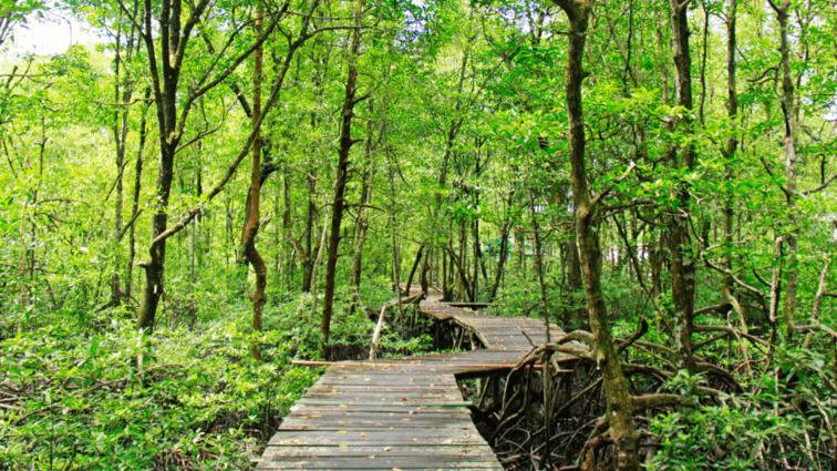 Ekowisata Mangrove Tarakan Kalimantan Utara